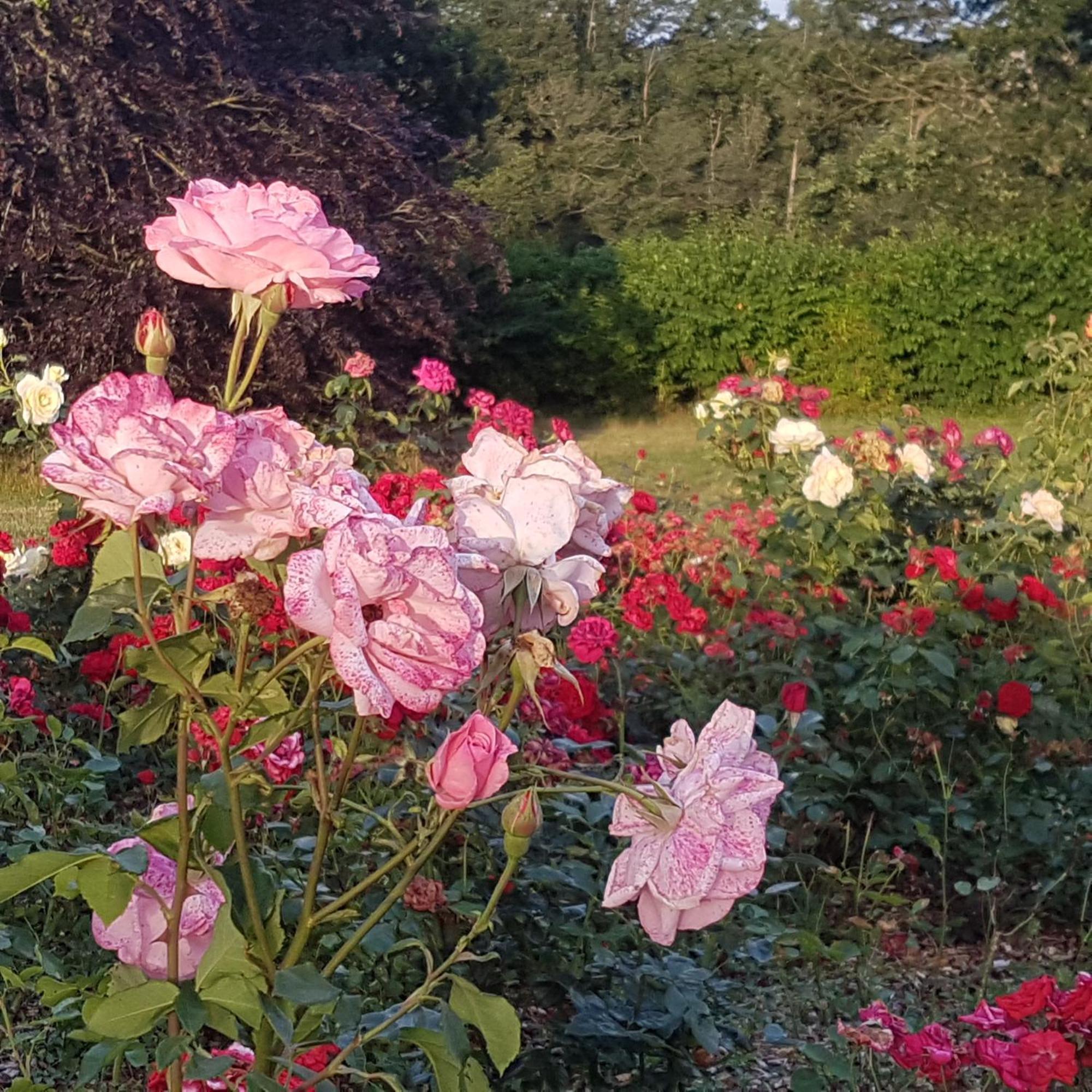 Bed and Breakfast Domaine De La Chesnaie Josselin Exterior foto